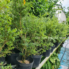 CÂY LINH SAM 86 HOA TÍM NHỎ (1 gốc thô), (cao 20-40cm), cây cảnh trồng sân vườn, làm bonsai tiểu cảnh, dễ trồng GIÁ RẺ, lọc không khí, Cây Tươi Nguyên CTN1270