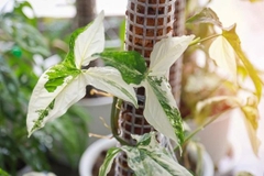CÂY SYNGONIUM ALBO VAR, (cao 15cm), cây cảnh trong nhà, kiểng lá mini để bàn, văn phòng đẹp, GIÁ RẺ, lọc không khí, Cây Tươi Nguyên CTN1523