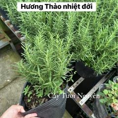 GIỐNG CÂY HƯƠNG THẢO (Rosemary), (cao 15-20cm), thuần khí hậu nóng Sài Gòn, cây hương liệu, Cây Tươi Nguyên CTN0750
