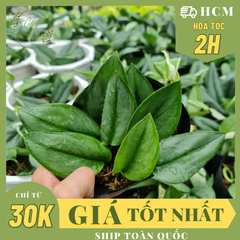CÂY ÁNH TRĂNG CHẬU NHỰA Scindapsus Moonlight ,(cao 10cm), cây cảnh Trong nhà, kiểng lá mini để bàn Văn phòng đẹp, GIÁ RẺ