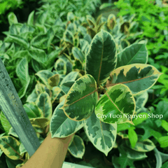CÂY ĐA ?BÚP ĐỎ CẨM THẠCH VAR ,(cao 20cm), cây cảnh Trong nhà, kiểng lá mini để bàn đẹp, GIÁ RẺ, Cây Tươi Nguyên CTN1455