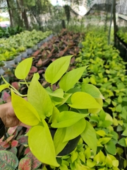CÂY TRẦU BÀ VÀNG THÁI, (cao 25cm), cây phong thủy hút tài lộc để bàn mini GIÁ RẺ, lọc không khí, Cây Tươi Nguyên CTN0430