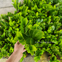 CÂY KIM TIỀN SIZE NHỎ để bàn ,(cao 20-25cm), cây cảnh Trong nhà, kiểng lá mini để bàn Văn phòng, hợp Phong thuỷ, GIÁ RẺ