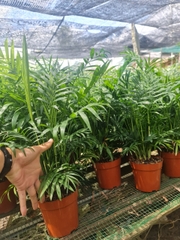 CÂY CAU TIỂU TRÂM ( SIZE LỚN) ,(cao 40cm), cây phong thủy hút tài lộc để bàn mini GIÁ RẺ, lọc không khí, Cây Tươi Nguyên CTN0360