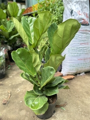 CÂY BÀNG SINGAPORE TRUNG, (cao 40-50cm), cây phong thủy hút tài lộc để bàn mini GIÁ RẺ, lọc không khí, Cây Tươi Nguyên CTN0170