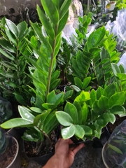 CÂY KIM TIỀN SIZE TRUNG,(cao 35cm), cây phong thủy hút tài lộc để bàn mini GIÁ RẺ, lọc không khí, Cây Tươi Nguyên CTN0250
