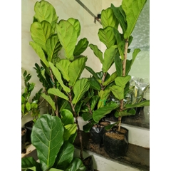 CÂY BÀNG SINGAPORE LỚN, (cao 100-120cm), phong thuỷ để bàn mini GIÁ RẺ, lọc không khí, Cây Tươi Nguyên CTN0172