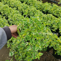 CÂY NGỌC BÍCH CẨM THẠCH ,(cao 15cm), cây cảnh trồng sân vườn, trang trí lối đi, dễ trồng GIÁ RẺ, lọc không khí, Cây Tươi Nguyên CTN1160