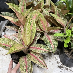 CÂY THỊNH VƯỢNG, (cao 15cm), cây phong thủy hút tài lộc để bàn mini GIÁ RẺ, lọc không khí, Cây Tươi Nguyên CTN1090