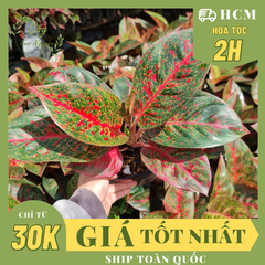CÂY NHƯ Ý, (cao 25cm), cây cảnh Trong nhà, kiểng lá mini để bàn Văn phòng đẹp, hợp Phong thuỷ, GIÁ RẺ, lọc không khí, Cây Tươi Nguyên CTN1150