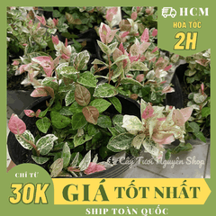 CÂY VẢY ỐC (THẰN LẰN BÒ) CẨM THẠCH, (cao 5cm), cây giống cảnh sân vườn dễ trồng GIÁ RẺ ,trang trí nhà, Cây Tươi Nguyên