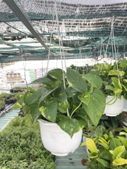 CÂY TRẦU BÀ GIỎ TREO Size LỚN, (cao 20cm), cây phong thủy hút tài lộc để bàn mini GIÁ RẺ, lọc không khí, Cây Tươi Nguyên CTN0940