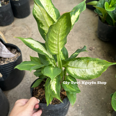 CÂY SAO SÁNG ,(cao 25cm), cây cảnh Trong nhà, kiểng lá mini để bàn Văn phòng đẹp, GIÁ RẺ, lọc không khí, Cây Tươi Nguyên CTN1526