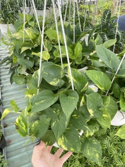 CÂY TRẦU BÀ GIỎ TREO Size LỚN, (cao 20cm), cây phong thủy hút tài lộc để bàn mini GIÁ RẺ, lọc không khí, Cây Tươi Nguyên CTN0940