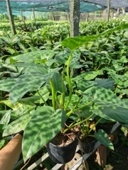 CÂY ĐẠI HOÀNG PHÚ, (cao 50cm), cây phong thủy hút tài lộc để bàn mini GIÁ RẺ, lọc không khí, Cây Tươi Nguyên CTN0460