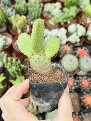 CÂY XƯƠNG RỒNG MINI ĐỒNG GIÁ, Size bé 3~5cm, NHIỀU LOẠI cây trang trí bàn, lọc không khí, dễ trồng, Cây Tươi Nguyên