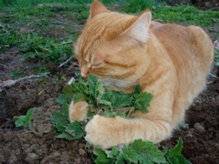 [CHỈ GIAO MIỀN NAM] CÂY BẠC HÀ MÈO- CATNIP, cỏ mèo (cao 25cm), giúp mèo "phê pha" xả stress, cây có sẵn chậu nhựa ổn định, ngắt lá dùng lâu dài, Cây Tươi Nguyên