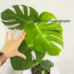 CÂY TRẦU BÀ LÁ XẺ NAM MỸ (MONSTERA) 3 Size,(cao 40-50cm), cây phong thủy hút tài lộc để bàn mini GIÁ RẺ, lọc không khí, Cây Tươi Nguyên CTN0890