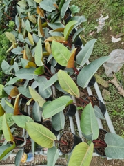 TRẦU BÀ ĐẾ VƯƠNG NÂU, (cao 45cm), cây phong thủy hút tài lộc để bàn mini GIÁ RẺ, lọc không khí, Cây Tươi Nguyên CTN0420