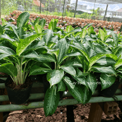 CÂY HUY HOÀNG SIZE NHỎ ĐỂ BÀN ,(cao 25cm), cây cảnh Trong nhà, kiểng lá mini để bàn Văn phòng, GIÁ RẺ, Cây Tươi Nguyên
