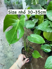 CÂY TRẦU BÀ LÁ XẺ NAM MỸ (MONSTERA) 3 Size,(cao 40-50cm), cây phong thủy hút tài lộc để bàn mini GIÁ RẺ, lọc không khí, Cây Tươi Nguyên CTN0890