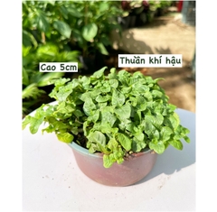 [CHỈ GIAO HCM - GIA VỊ TƯƠI] CÂY GIA VỊ ÂU DỄ TRỒNG TẠI VN, trồng sẵn phát triển ổn định, mùi thơm giá rẻ, cây hương liệu