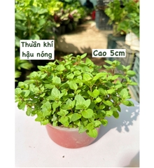[CHỈ GIAO HCM - GIA VỊ TƯƠI] CÂY GIA VỊ ÂU DỄ TRỒNG TẠI VN, trồng sẵn phát triển ổn định, mùi thơm giá rẻ, cây hương liệu