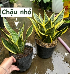 CÂY LƯỠI HỔ THÁI VIỀN VÀNG, (cao 25cm), cây phong thủy hút tài lộc để bàn mini GIÁ RẺ, lọc không khí, Cây Tươi Nguyên CTN0050