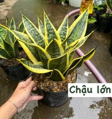CÂY LƯỠI HỔ THÁI VIỀN VÀNG, (cao 25cm), cây phong thủy hút tài lộc để bàn mini GIÁ RẺ, lọc không khí, Cây Tươi Nguyên CTN0050