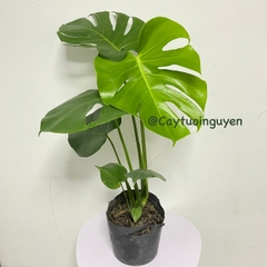CÂY TRẦU BÀ LÁ XẺ NAM MỸ (MONSTERA) 3 Size,(cao 40-50cm), cây phong thủy hút tài lộc để bàn mini GIÁ RẺ, lọc không khí, Cây Tươi Nguyên CTN0890