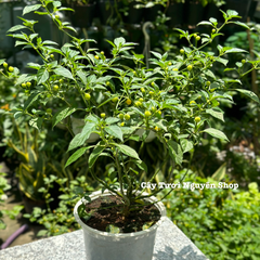 [CHỈ GIAO HOÀ TỐC] CÂY ỚT PERU CHARAPITA -ỚT ĐẮT NHẤT THẾ GIỚI, (cao 25cm), đang sẵn trái,  trồng sẵn phát triển ổn định, mau thu hoạch Cây Tươi Nguyên