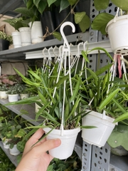 CÂY CẨM CÙ TRÚC MÂY Size MINI, (cao 10cm), Cây cảnh, dễ trồng GIÁ RẺ, nở quanh năm, Cây Tươi Nguyên CTN0950
