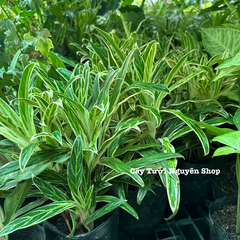 CÂY GIỮ TIỀN VÀNG ,(cao 25cm), cây cảnh Trong nhà, kiểng lá mini để bàn Văn phòng đẹp, GIÁ RẺ, lọc không khí, Cây Tươi Nguyên CTN1558