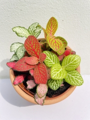 [Mua 2 giảm 15K ship] CÂY CẨM NHUNG FITTONIA (cây may mắn), (cao 5cm), cây phong thủy hút tài lộc để bàn mini GIÁ RẺ, lọc không khí, Cây Tươi Nguyên CTN0140