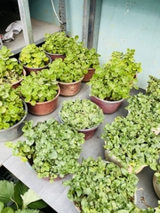 [CHỈ GIAO HCM - GIA VỊ TƯƠI] CÂY GIA VỊ ÂU DỄ TRỒNG TẠI VN, trồng sẵn phát triển ổn định, mùi thơm giá rẻ, cây hương liệu