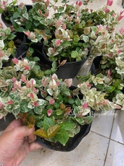 CÂY VẢY ỐC (THẰN LẰN BÒ) CẨM THẠCH, (cao 5cm), cây giống cảnh sân vườn dễ trồng GIÁ RẺ ,trang trí nhà, Cây Tươi Nguyên