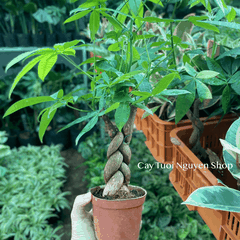 CÂY KIM NGÂN THÂN XOẮN, (cao 25cm), cây cảnh Trong nhà, kiểng lá mini để bàn Văn phòng đẹp, GIÁ RẺ, Cây Tươi Nguyên