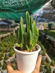 [Mua 2 giảm 15K ship] CÂY XƯƠNG RỒNG THANH SƠN (THÁP CHÀM) ,(cao 10cm), cây phong thủy hút tài lộc để bàn mini GIÁ RẺ, lọc không khí, Cây Tươi Nguyên CTN0160