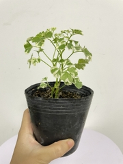 CÂY ĐINH LĂNG CẨM THẠCH, (cao 10cm), cây phong thủy hút tài lộc để bàn mini GIÁ RẺ, lọc không khí, Cây Tươi Nguyên CTN1040