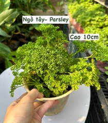 [CHỈ GIAO HCM - GIA VỊ TƯƠI] CÂY GIA VỊ ÂU DỄ TRỒNG TẠI VN, trồng sẵn phát triển ổn định, mùi thơm giá rẻ, cây hương liệu