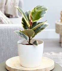 CÂY ĐA ?BÚP ĐỎ CẨM THẠCH VAR ,(cao 20cm), cây cảnh Trong nhà, kiểng lá mini để bàn đẹp, GIÁ RẺ, Cây Tươi Nguyên CTN1455