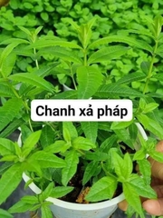 [CHỈ GIAO HCM - GIA VỊ TƯƠI] CÂY GIA VỊ ÂU DỄ TRỒNG TẠI VN, trồng sẵn phát triển ổn định, mùi thơm giá rẻ, cây hương liệu
