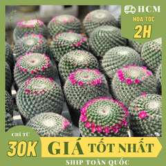 CÂY XƯƠNG RỒNG SINH NHẬT, (cao 5cm), cây phong thủy hút tài lộc để bàn mini GIÁ RẺ, lọc không khí, Cây Tươi Nguyên CTN0820