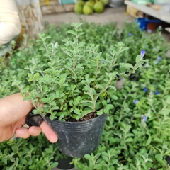 CÂY HOA THANH TÚ, (cao 20cm), Cây cảnh, dễ trồng GIÁ RẺ, nở quanh năm, Cây Tươi Nguyên CTN0300