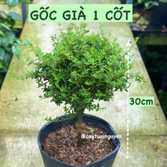 [CHỈ GIAO MIỀN NAM] CÂY HÀM HƯƠNG (cao 5cm), cây cực thơm mùi cam quýt pha mật ong và vani, dùng để ướp trà & cây gia vị nấu ăn, trồng chậu nhựa phát triển ổn đinh, Cây Tươi Nguyên