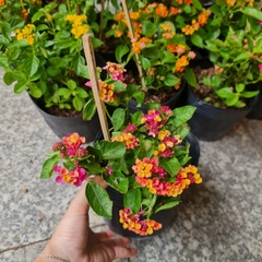 [CHỈ GIAO HCM] CÂY HOA NGŨ SẮC NHIỀU MÀU, (cao 15cm), Cây cảnh, dễ trồng GIÁ RẺ, nở quanh năm, Cây Tươi Nguyên CTN0870