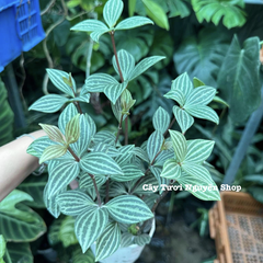 CÂY BÌNH AN ,(cao 15cm), cây cảnh Trong nhà, kiểng lá mini để bàn Văn phòng đẹp, GIÁ RẺ, lọc không khí, Cây Tươi Nguyên CTN1551