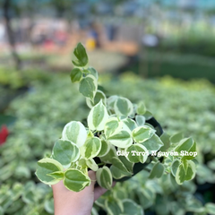 CÂY CÀNG CUA THÁI CẨM THẠCH, (cao 10cm), cây cảnh Trong nhà, kiểng lá mini để bàn Văn phòng đẹp, GIÁ RẺ, lọc không khí, Cây Tươi Nguyên CTN1515