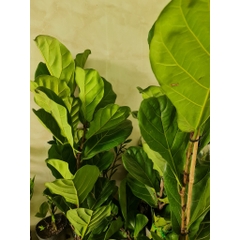 CÂY BÀNG SINGAPORE LỚN, (cao 100-120cm), phong thuỷ để bàn mini GIÁ RẺ, lọc không khí, Cây Tươi Nguyên CTN0172