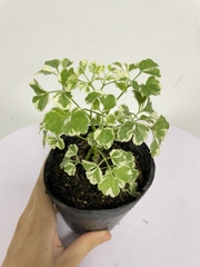CÂY ĐINH LĂNG CẨM THẠCH, (cao 10cm), cây phong thủy hút tài lộc để bàn mini GIÁ RẺ, lọc không khí, Cây Tươi Nguyên CTN1040